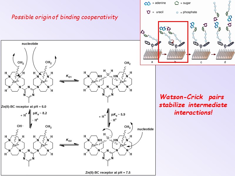 Possible origin of binding cooperativity Watson-Crick  pairs  stabilize intermediate interactions!